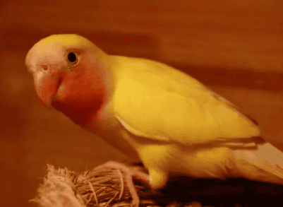 Can peony parrots whistle? 