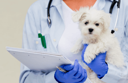 Dogs Surgical treatment of uterine prolapse in dogs