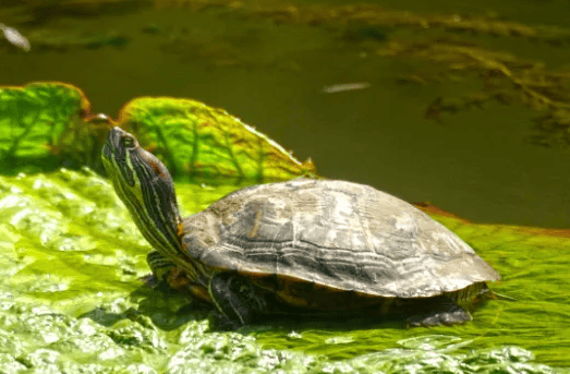 The correct posture of a turtle basking in the sun, tips to avoid sunburn 