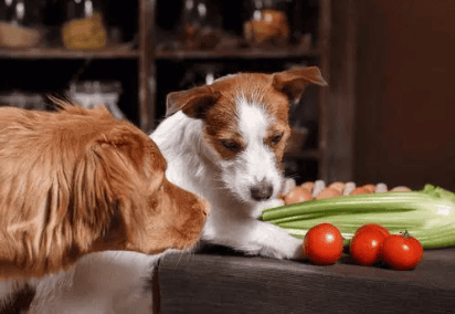 What should dogs eat to supplement their nutrition after giving birth to puppies