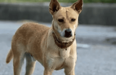  Pictures of yellow dogs with white faces when they grow up