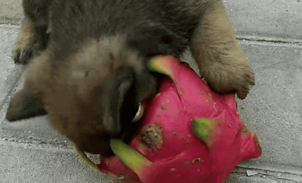 Can dogs eat dragon fruit?