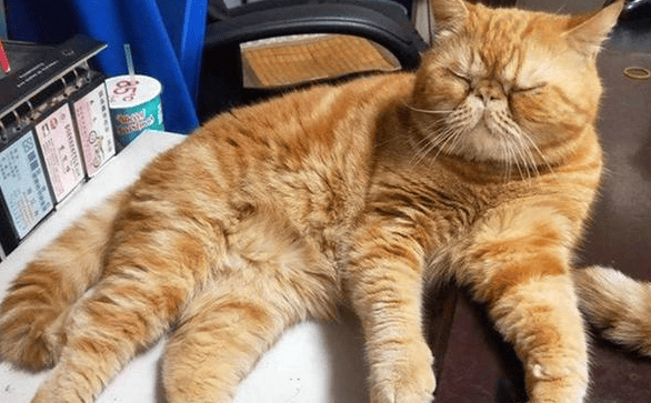 An orange cat snatched food from other cats. After being caught by the official, he refused to admit his mistake! ></p><p>When the scavenger heard the noise and came over to check, he found the suspect cat and said to it: 