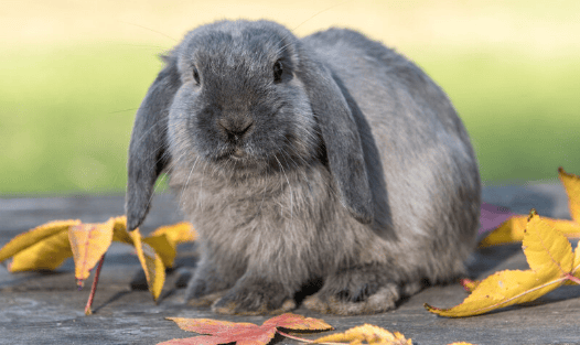 Several key diseases leading to death of young rabbits