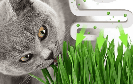  Popular science: Which one is more suitable for cats, hair removal cream or cat grass? 