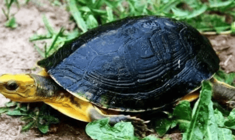 What do turtles eat? Learn how to feed turtles in 3 minutes