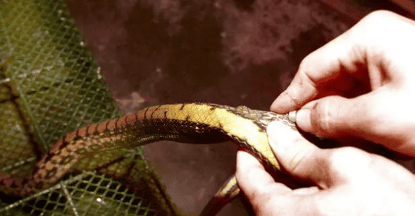 Cauliflower Snake: The king of snakes, non-poisonous but dazzling