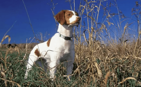 A collection of dog grooming pictures with long and flat faces