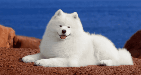 Are Samoyeds docile? Samoyeds: docile Snowball Elf