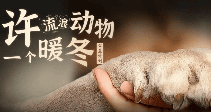 Public Welfare丨Protect stray pets, Bile is in action!