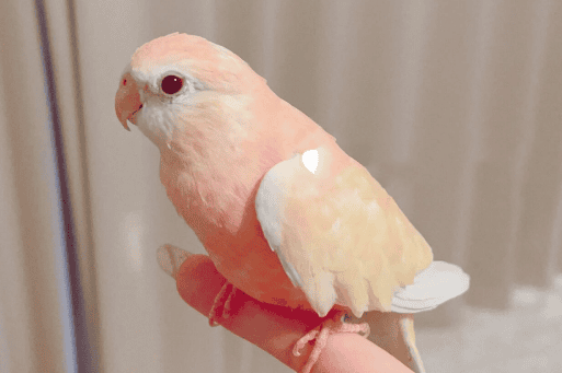 Where to buy pink autumn grass parrots in China