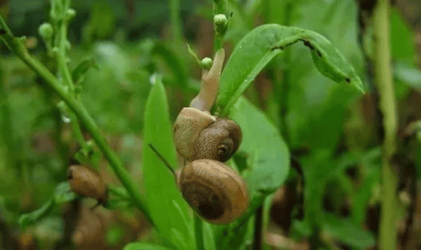  Scientific control of vegetable fields snails, vegetables promote roots, this approach is very dangerous! ? ><p>Snails are common pests on vegetables and rapeseed. They use their radula to scrape the leaves and stems of their hosts, forming holes or notches, and even chewing through seedlings, resulting in the loss of seedlings and ridges. Snails usually cause a lot of damage from April to May and September to October, and the damage is more serious in autumn than in spring. The specific prevention and control methods are as follows:</p><p style=