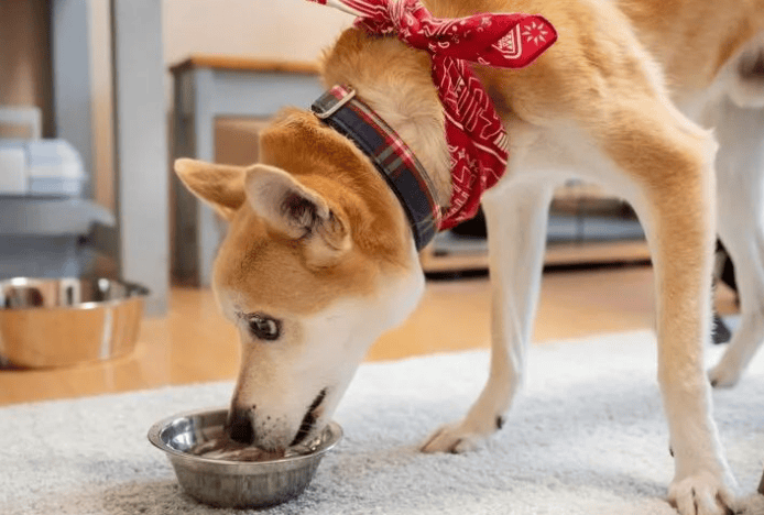 What should I do if my dog ​​eats dog food without chewing it and swallows it?