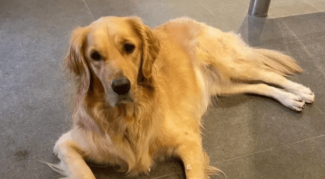 How smart is a golden retriever? He can observe people's words and help others. The owner runs errands