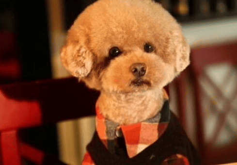 Poodles are very common, but do you really understand the five characteristics of purebred Poodles?