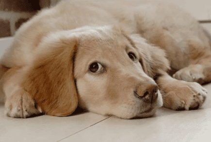 dog How to treat high blood sugar in dogs