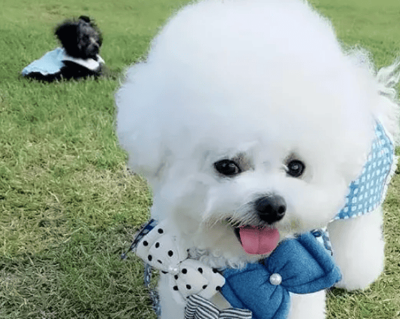 When you understand these 6 major shortcomings of Bichon Frize, if you can tolerate it, then keep it.