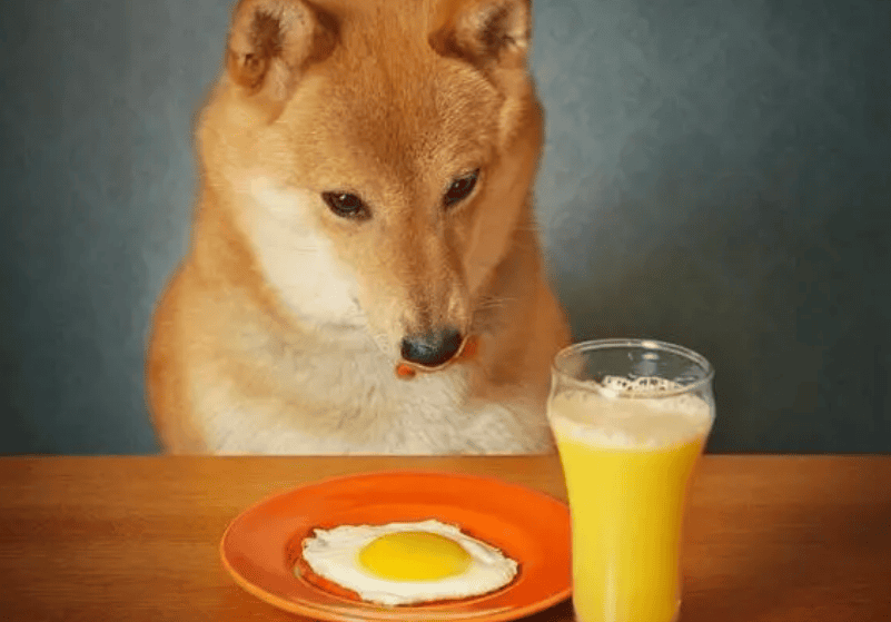 Can dogs eat eggs? Detailed inventory of dogs eating eggs Advantages and Disadvantages! 