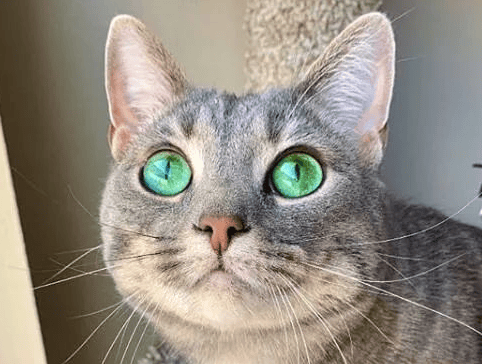  A cat's eyes have yellow outer circles and green inner circles