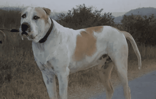 The advantages and disadvantages of the Kuda dog's physical characteristics