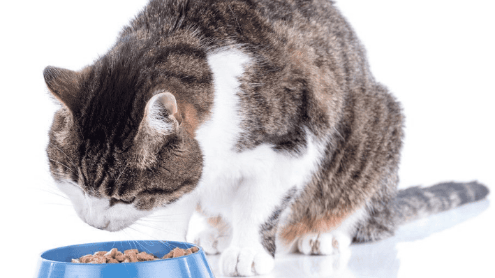 Pet Nutrition Guide| Cat Diet Guide