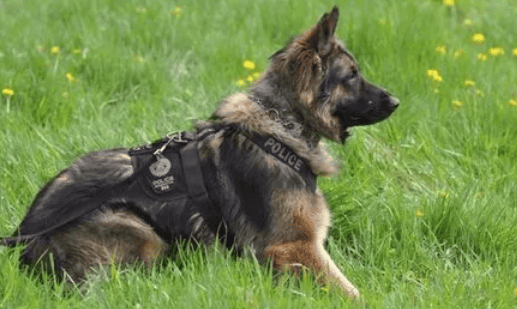 What breed is the military police dog?