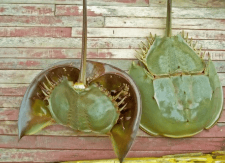 In what year was the horseshoe crab designated as a protected animal?