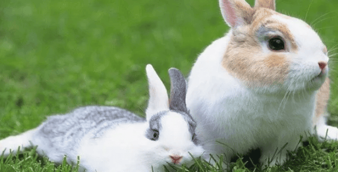 What are the main causes of disease in meat rabbits? 