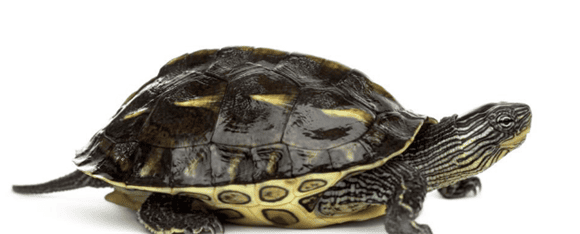 Have you ever seen a tortoise that looks like both a tortoise and a tortoise? Detailed explanation of how to distinguish the three types of turtles