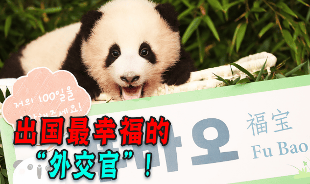 The happiest giant panda abroad, spoiled by the breeder