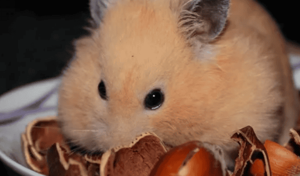  Food for hamsters, hamsters: delicious! 