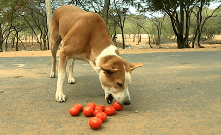 Dogs Can I eat tomatoes?