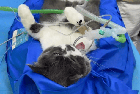 Cat Tracheal Intubation Technology丨Operational Guidelines and Key Points