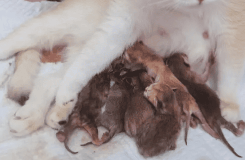 Do cats need help when giving birth?