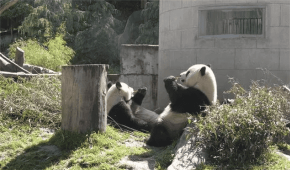 Giant pandas are omnivorous animals, why do they rarely eat meat, and why do they like to live alone