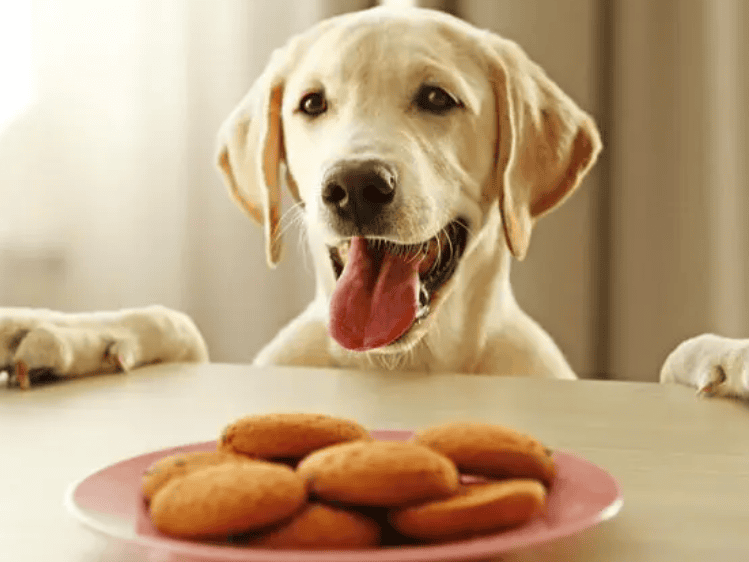 The secret of how much food a dog should eat in a day