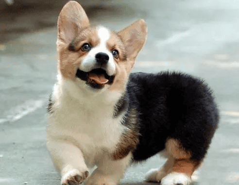 Are the black, white and yellow corgis purebred?