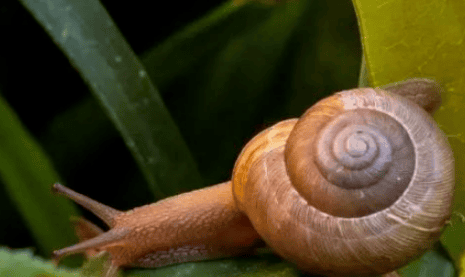  Popular Science! 10 Facts You Don't Know: The snail is actually the animal with the most teeth in the world! ><p>6. People who often suffer from insomnia may wish to try to imitate yawning. Get into a comfortable posture, relax your body, close your eyes, open your mouth wide, and yawn sweetly a few times. Repeat a few more times to enter. Dreamland. </p><p>7. The Gandhi National Open University in India is the largest university in the world, with more than 120 majors and more than 1,000 courses. Millions of people register as students at the school every year. </p><p>8. During the Middle Ages, the Black Death swept across Europe, causing death everywhere. Because the cause of the disease was unclear for a long time, Europeans believed it was a punishment from God. In order to prevent infection during contact with patients, doctors invented protective clothing shaped like a woodpecker's beak, which is quite wild in shape. </p><p>9. In ancient my country, mutton was the high-end meat. During the Shenzong period of the Northern Song Dynasty, the palace ate 430,000 kilograms of mutton and only 4,100 kilograms of pork a year. It was not until the Ming Dynasty that pork became popular, appearing more frequently than mutton on people's tables and becoming the main meat. </p><p style=