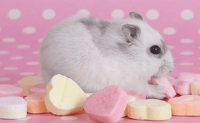 The Mystery of Hamster Lifespan: Factors Affecting Lifespan and How to Care