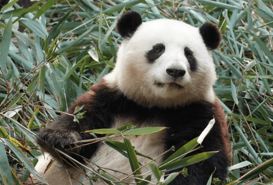  The giant panda brother turned into a sister overnight! 