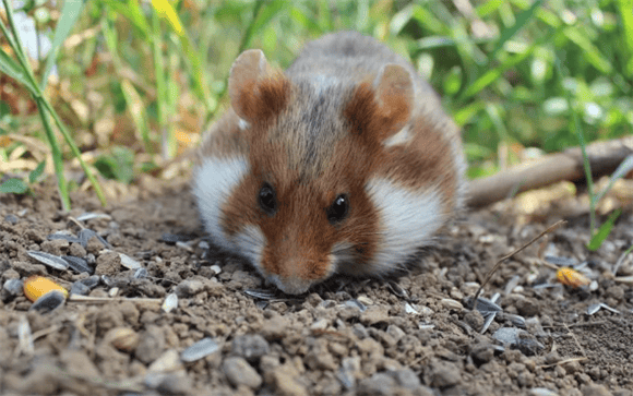 Why do hamsters kill each other? Will kill each other