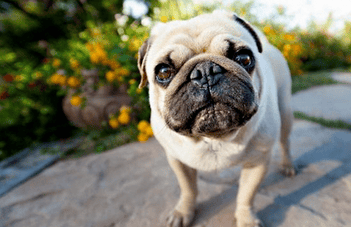 Purebred dogs are so cute, but they are also sad for dogs