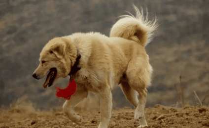  Picture characteristics of the purebred Taihang Mountain Dog