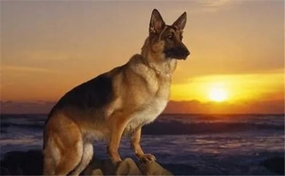 There are five common police dogs in the police world. They are brave and resourceful, and all of them are fierce generals