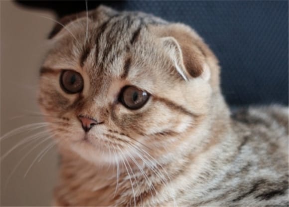 Exploring the Scottish Fold Cat: Elegant as a Highland Elf, a tender companion under unique ears