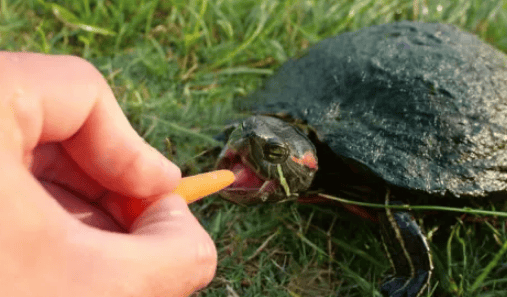 How often do you feed turtles? 90% of them are wrong, see if you are on the list?