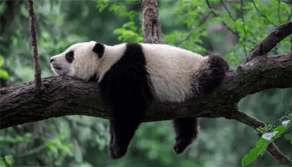 As a close relative of bears, why don't giant pandas hibernate? 