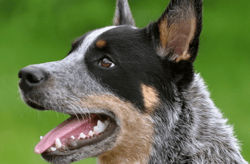 Daily care for Australian Cattle Dogs. It has serious dandruff