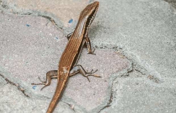 The strange phenomenon of nature: Why is the lizard's tail easy to break, and will it grow back?