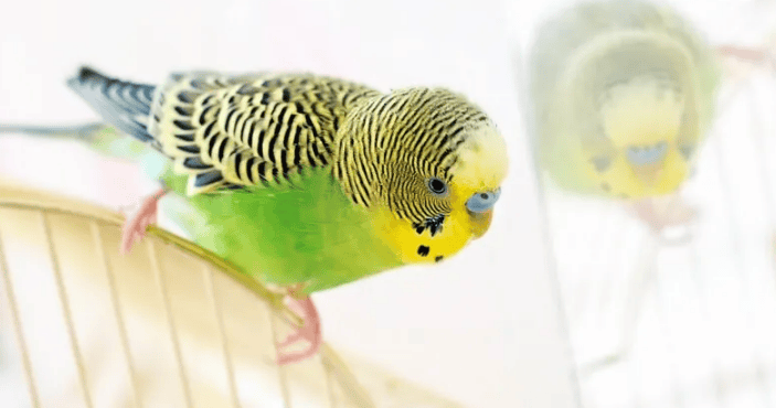 Things to note when raising parrots 